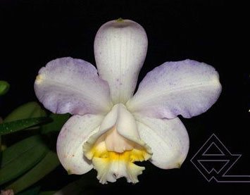 Cattleya loddigesii caerulescens 'Botucatu' x SELF