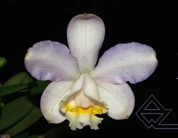 Cattleya loddigesii caerulescens 'Botucatu' x SELF
