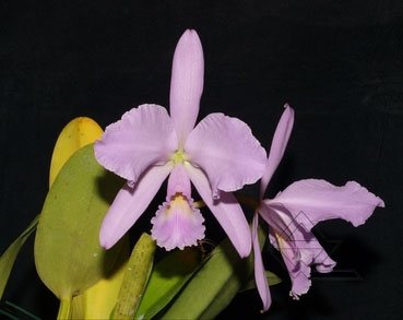 Cattleya warneri concolor 'Bonificacao' x SELF
