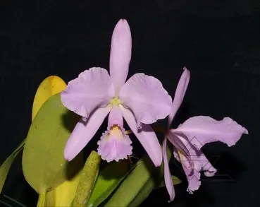 Cattleya warneri concolor 'Bonificacao' x SELF