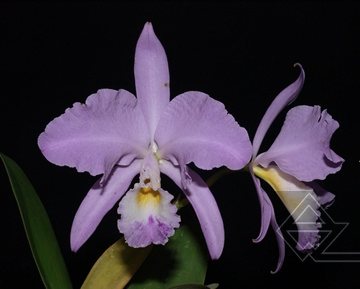 Cattleya warneri venosa suave 'Vento Sul' x SELF