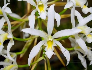 Schomburgkia superbiens alba x SELF