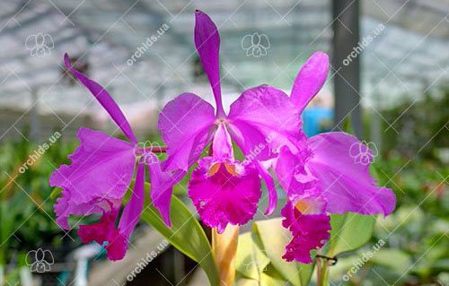 Cattleya warneri escura integra 'Sao Rafael' x SELF