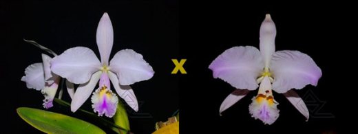 Cattleya warneri amesiana 'Mem R Kautsky' (EC) x warneri suave flamea 'ES'