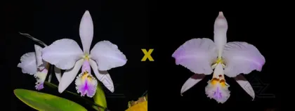 Cattleya warneri amesiana 'Mem R Kautsky' (EC) x warneri suave flamea 'ES'
