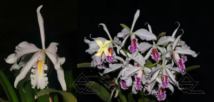 Cattleya maxima semi alba ('TA' x maxima semi alba 'AWZ')