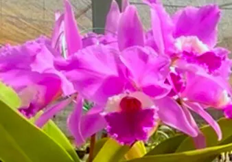 Cattleya labiata rubra 'Redonda' x labiata rubra 'Black'
