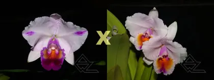 Cattleya quadricolor flamea 'All Star' x quadricolor 'AWZ'