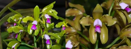Cattleya guttata verde sem pintas 'AWZ' x guttata amarela sem pintas 'Onca Parda'