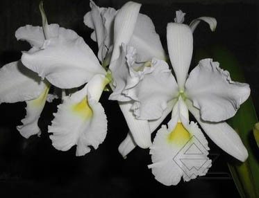 Cattleya warscewiczii alba 'Envigado' x SELF