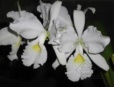 Cattleya warscewiczii alba 'Envigado' x SELF