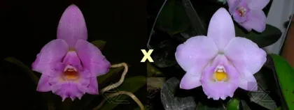 Laelia alaori escura 'Carnaval' x alaori escura 'Gemini I'