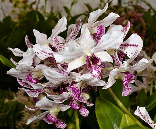 Dendrobium Roy Tokunaga