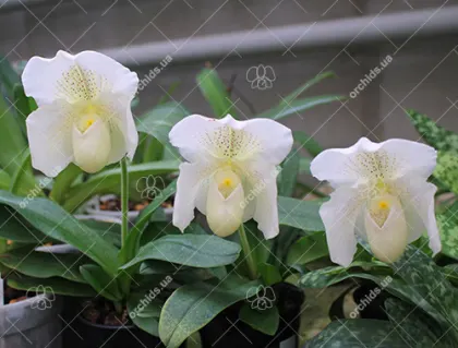 Paphiopedilum White Knight x Ice Age