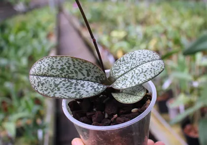 Doritis pulcherrima var marmorata