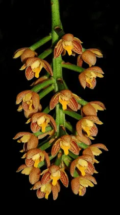 Lueddemannia striata