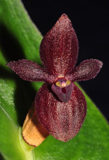 Pleurothallis cardiostola