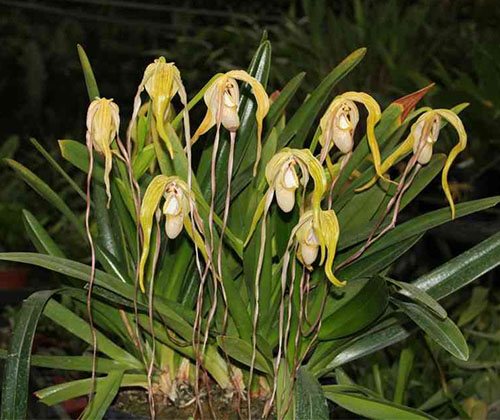 Phragmipedium warszewiczianum var wallisii