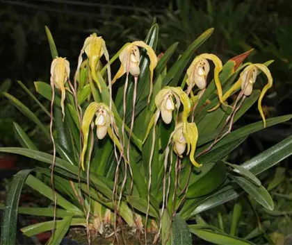 Phragmipedium warszewiczianum var wallisii