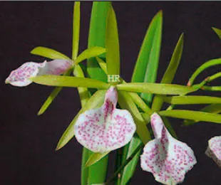 Brassocattleya Binosa 4N x Brassavola Little Stars 4N