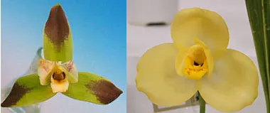 Lycaste Southern Cross 'Splash' x Katsuragawa 'Yellow Bird' SM/JGP