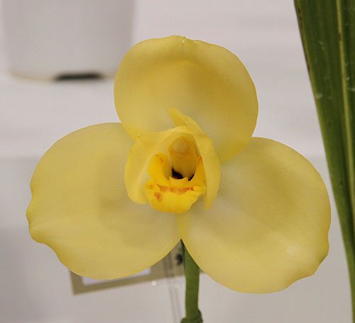 Lycaste Katsuragawa ('Canary' x 'Yellow Bird')