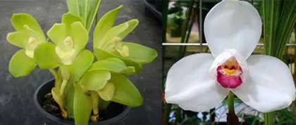 Lycamerlycaste Orion (Sudamerlycaste nana x Lycaste Shoalhaven 'Kyoto')