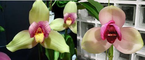 Lycaste Rakuhoku (Auburn 'Dichling' x Shoalhaven 'Kyoto')