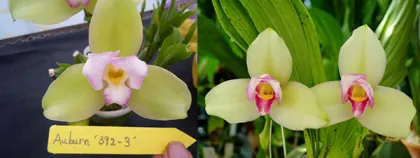 Lycaste Auburn '392-3' x Chita Melody 'Green Star'