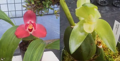 Lycaste Chita Melody'Green Star' x Sudamerlycaste locusta
