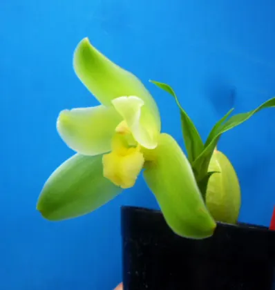 Lycamerlycaste Uranus x Lycaste dyeriana