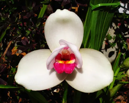 Lycaste Sun Spots (Sunrise 'Naito' x Shoalhaven 'Kobe')
