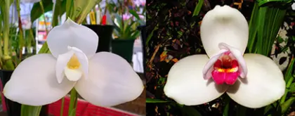 Lycaste Kyogoku (Sunray 'Odette' x Sunspots 'Semialba')
