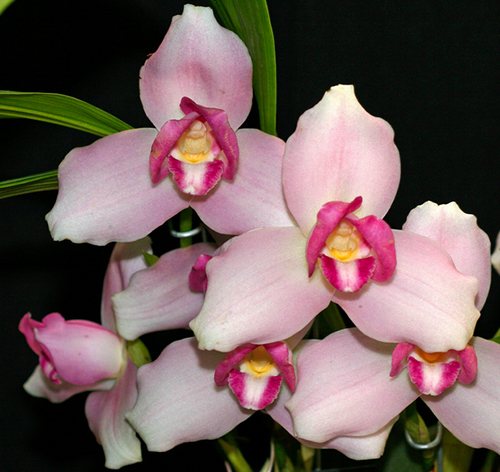 Lycaste Sunray (skinneri 'Pink Labyrinth' x Shoalhaven 'Kyoto')