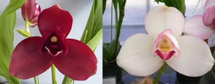 Lycaste Murasakino (Wyld Court 'Red' x Shoalhaven 'Kyoto')