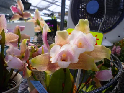 Lycaste brevispatha x Aquarius 'Soft Pink'