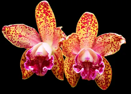 Brassolaeliocattleya (Waianae Leopard x Pao de Acucar)