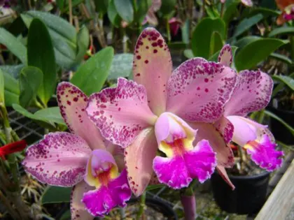 Brassolaeliocattleya Durigan 'Hercules'