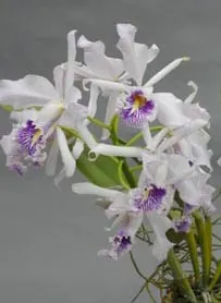 Cattleya maxima semi alba (Hui Yun)