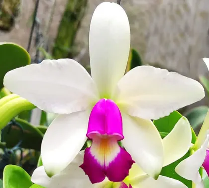 Cattleya violacea semi-alba x self