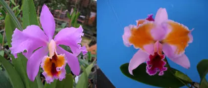 Cattleya percivaliana tipo x percivaliana fma pelorica 'Hercules'