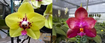 Phalaenopsis Diamond Beauty '1202' x Miro Supper Star 'MO198'