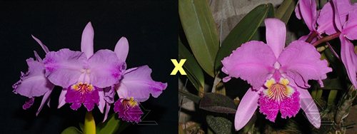 Cattleya lueddemanniana (flamea aquinada 'Carabobo' x atropurpurea 'Guacamuco')