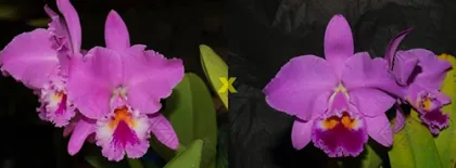 Cattleya labiata ('Cara Grande' x 'Cesar Iacavoni')