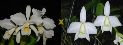 Laeliocattleya Ericoi (C. warneri alba 'Bonificacao' x L. praestans alba 'AWZ')