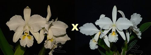 Cattleya warneri alba ('Jaco Silva' x 'Da Mercedes')