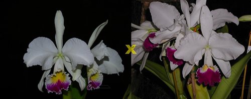 Cattleya warneri semi-alba ('Guindani' x 'Pater Noster')