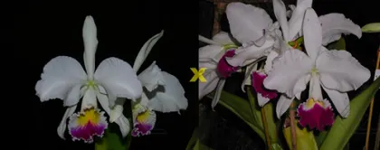 Cattleya warneri semi-alba ('Guindani' x 'Pater Noster')