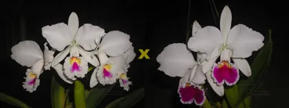 Cattleya labiata semi-alba ('Marina x perola 'Vila Velha')