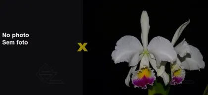 Cattleya warneri semi alba ('Goiabeiras' x 'Guindani')